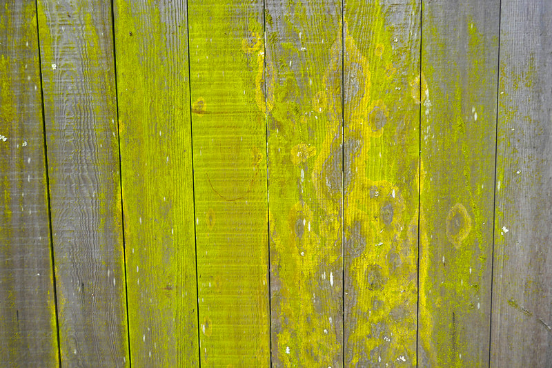 green substance on fence
